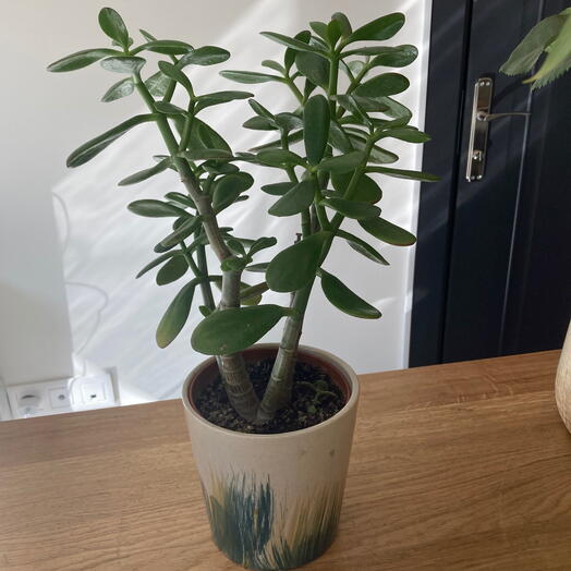 Crassula ovaya bonsai para çiçeği
