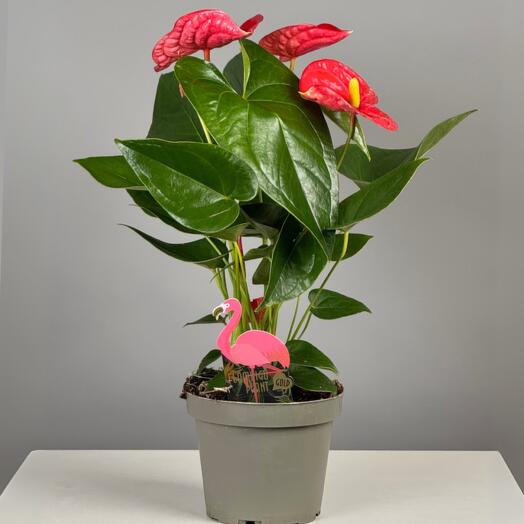 Антуриум 40 см