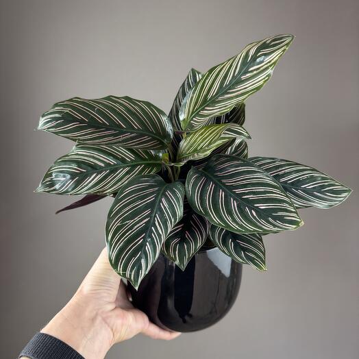 Калатея Сандериана в керамическом кашпо