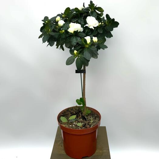 Азалия белая