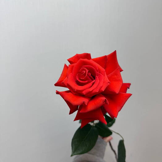 Роза ажурная алая