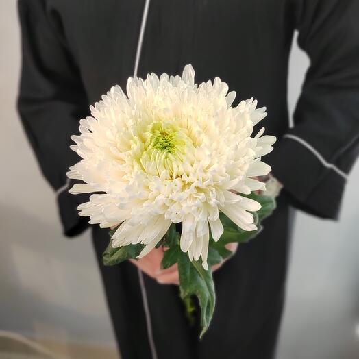 Хризантема одноголовая