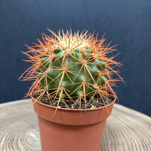 Эхинокактус оранжевый, большой