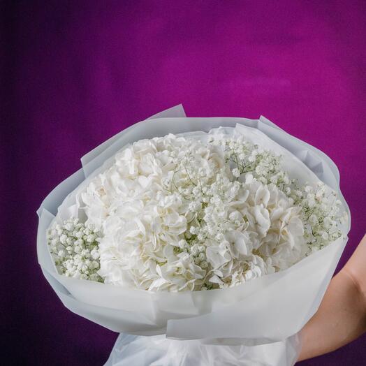 Гортензия белая