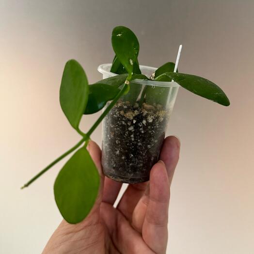 Дисхидия Иоанта Dischidia Ioantha