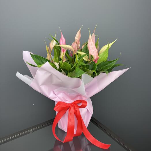 Антуриум лили в подарочной упаковке отличная замена букету, высота 40см