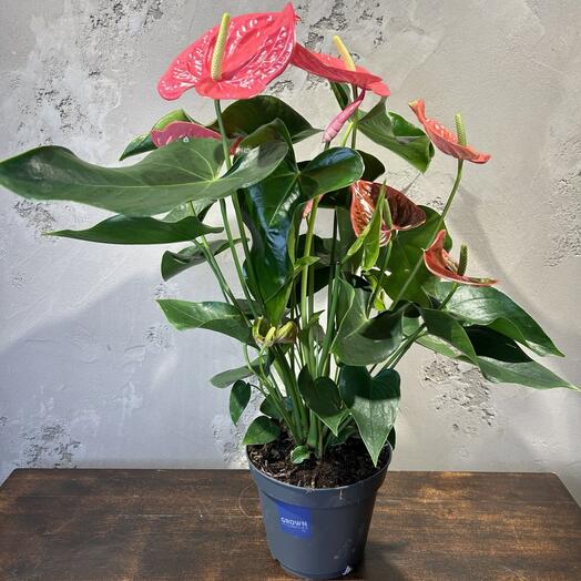 Антуриум Фламинго Розовый Д17 В55 см