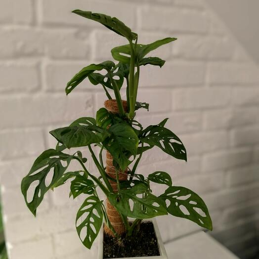 Монстера Адансони/Monkey Leaf
