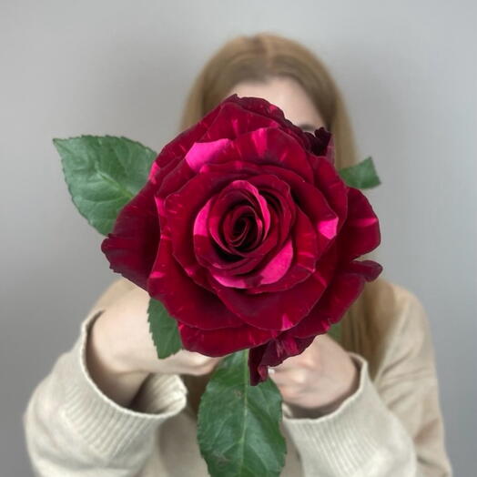 Красная роза 60см / Red Panther (Ред Пантер) / Роза Эквадор