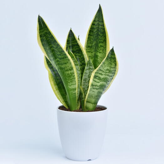 Small Sansevieria In Pot