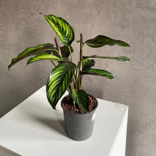 Калатея Пинстрайп