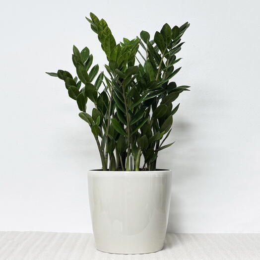 Замиокулькас в кремовом кашпо с АВТОПОЛИВОМ, высота 55-60 см