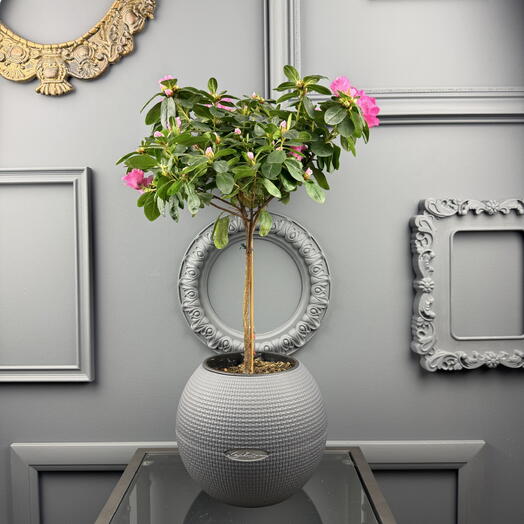 Азалия  в кашпо Lechuza D 20 Высота 50 см