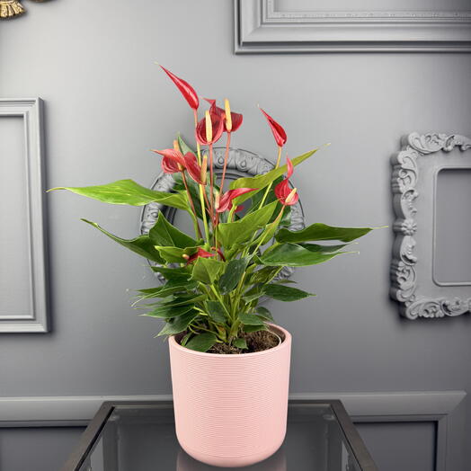 Антуриум Бандерола в розовом кашпо D 14  Высота 40 см