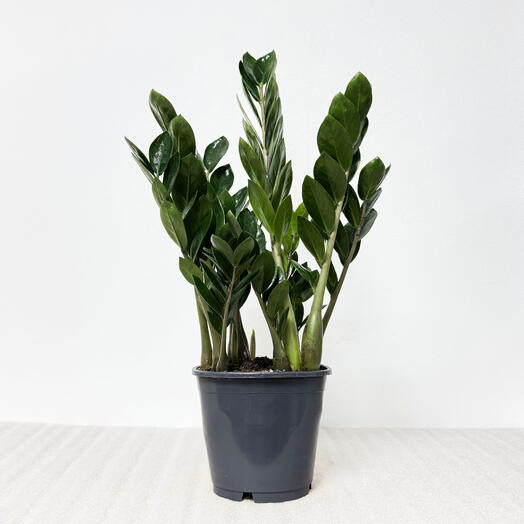 Замиокулькас Лима (мелколистный) высота 40-45см