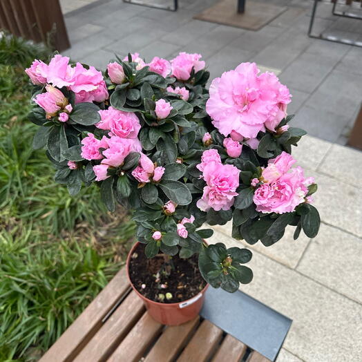 Комнатное растение азалия на штамбе нежно/розовый