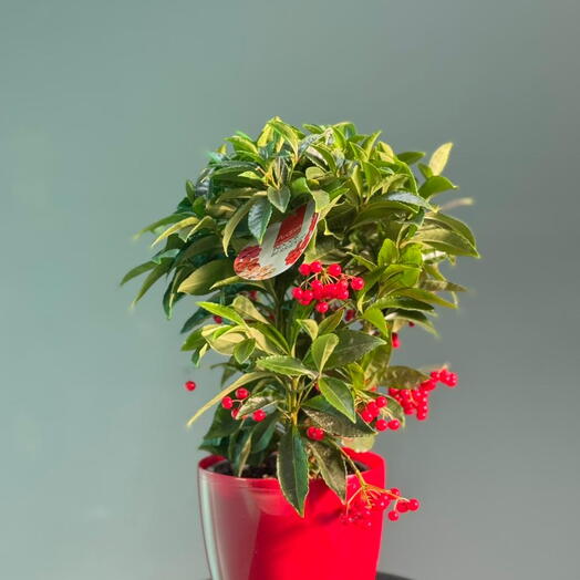 Ardisia milad çiçəyi