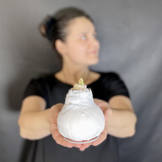 Белый амариллис в воске белом, не требует ухода