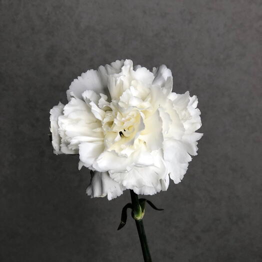 Clavel blanco