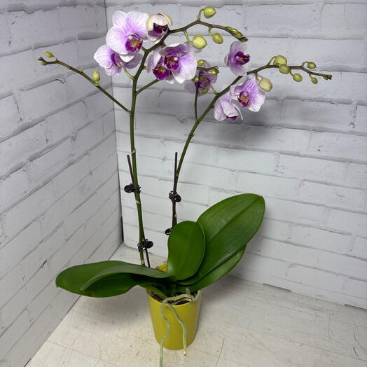 Орхидея (фаленопсис ) 2ствола бело-сиреневая
