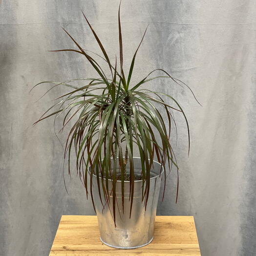 Комнатное растение драцена окаймленная ( Dracaena marinara)