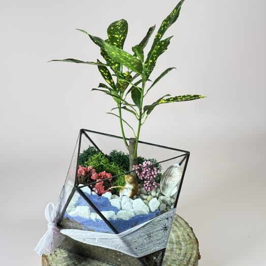 Флорариум уникальный с деревом Драцена