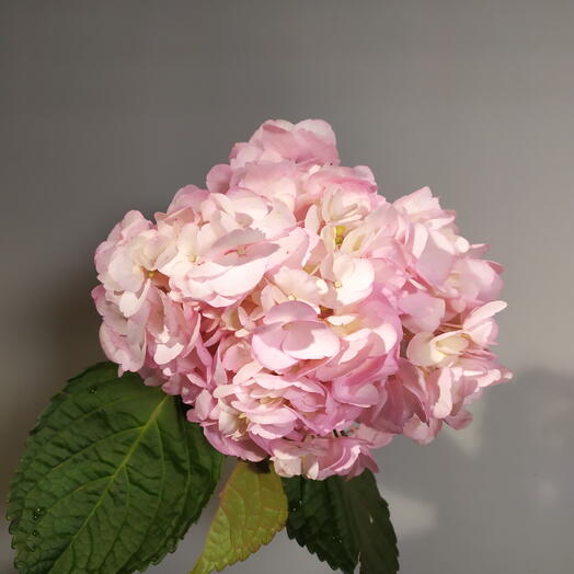 Гортензия (розовая)