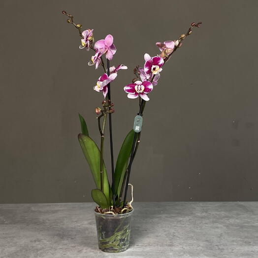 Фаленопсис бело-сиреневый