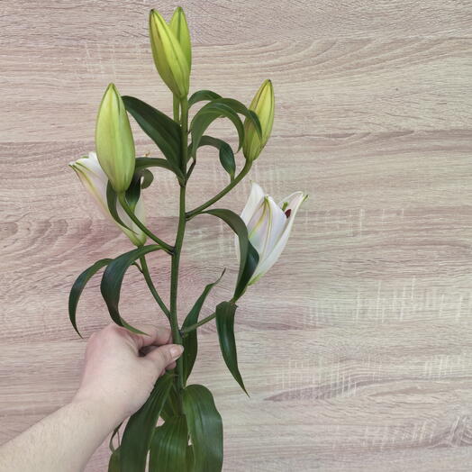 Лилия белая