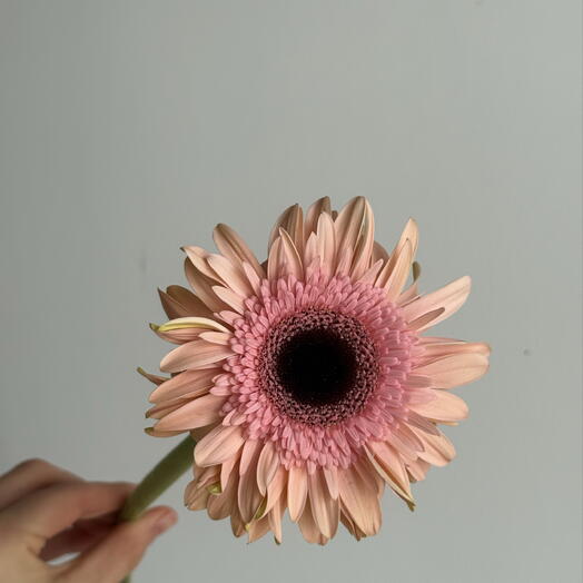 Gerbera 💛🌟