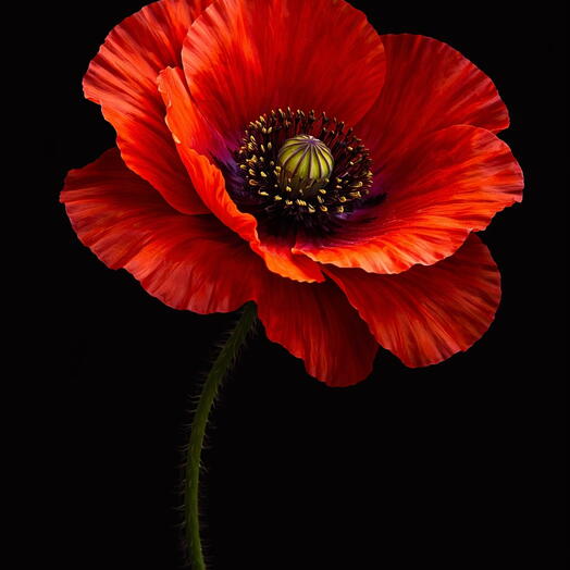 Картина «Одинокий Мак» 60×40 см