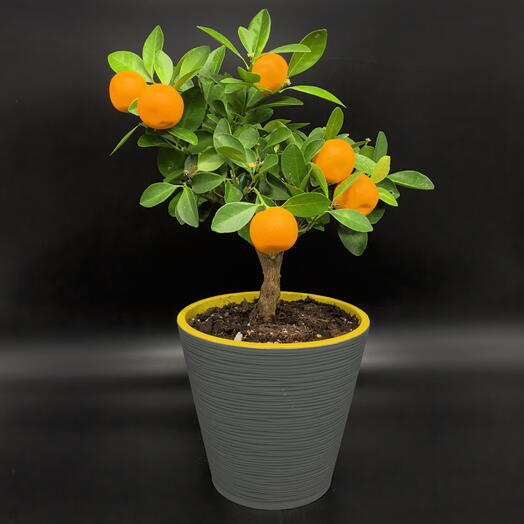 Мандарин Каламондин в сером кашпо