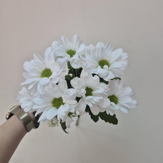 Хризантема ромашка