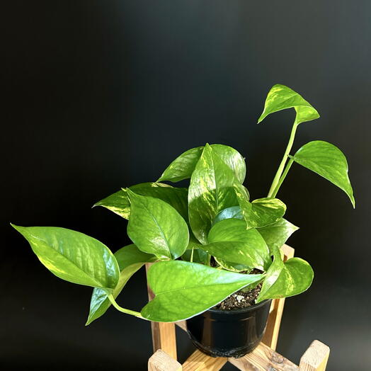 Эпипремнум Золотистый быстрорастущая лиана