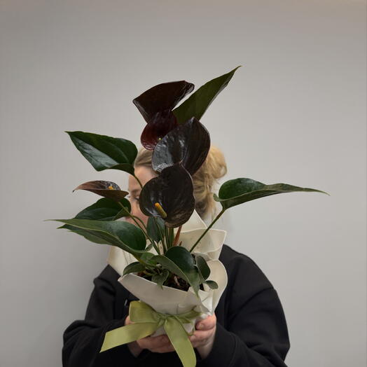 Антуриум Андре Браун коричневый 12см