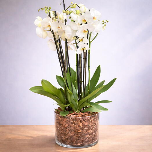 Orchid Arrangement