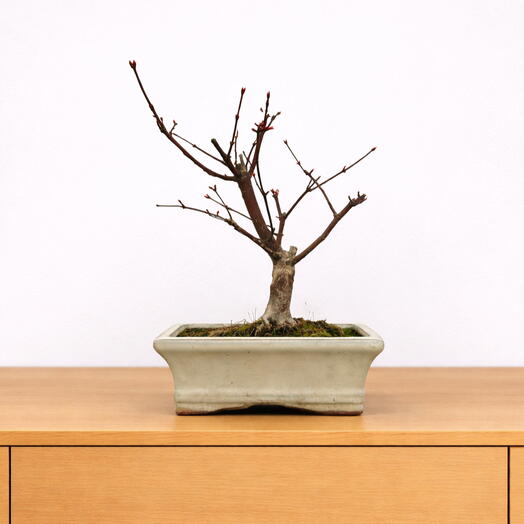 Bonsai Acer