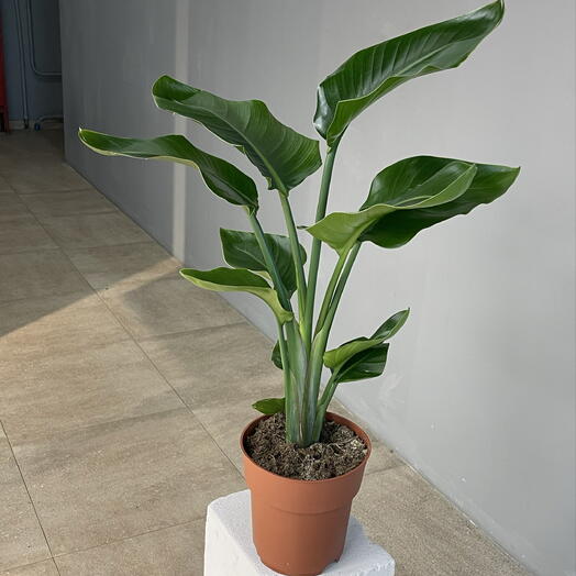 STRELITZIA NICOLAI D19 H85 стрелиция  Николая