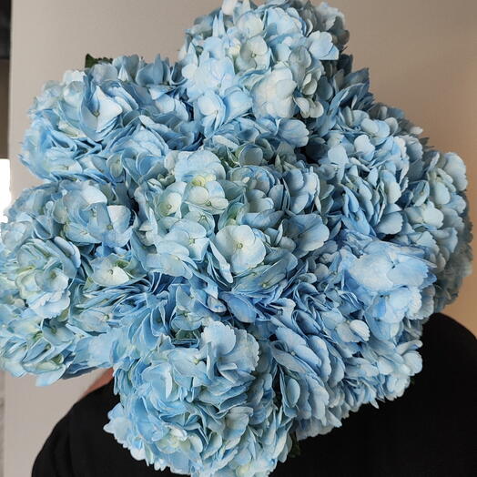 Пачка (7шт) Гортензия голубая Колумбия