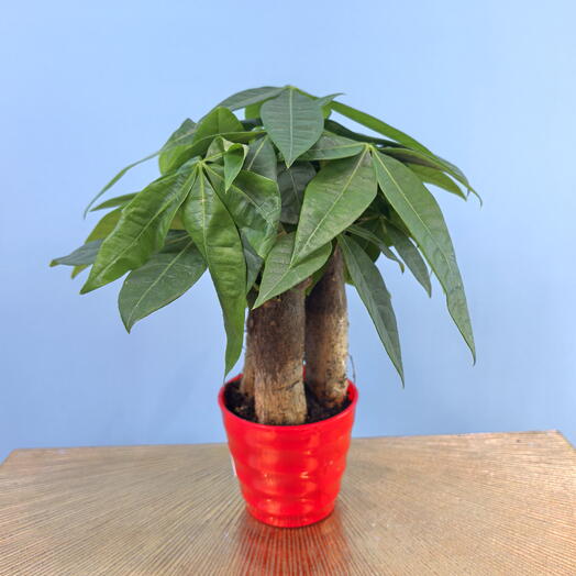 Пахира в горшке