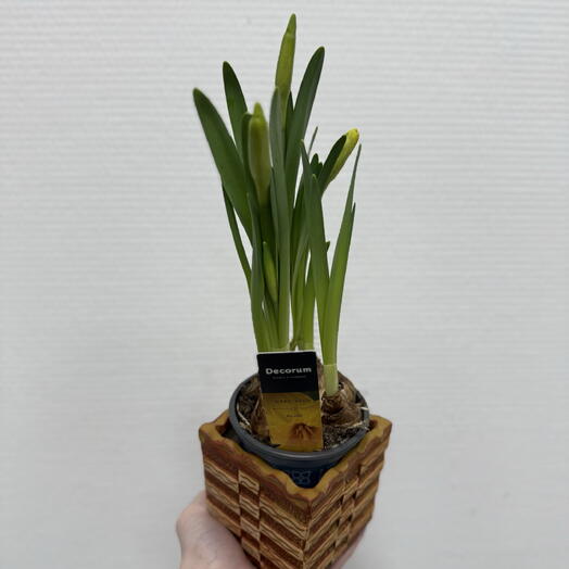 Нарцисс желтый в кашпо