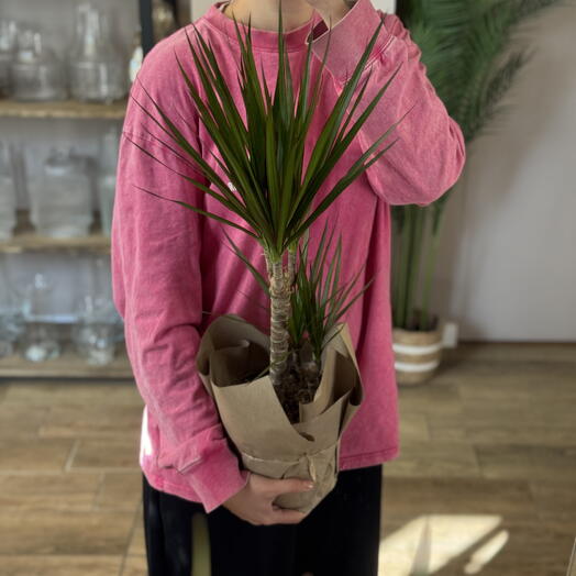 Драцена большая