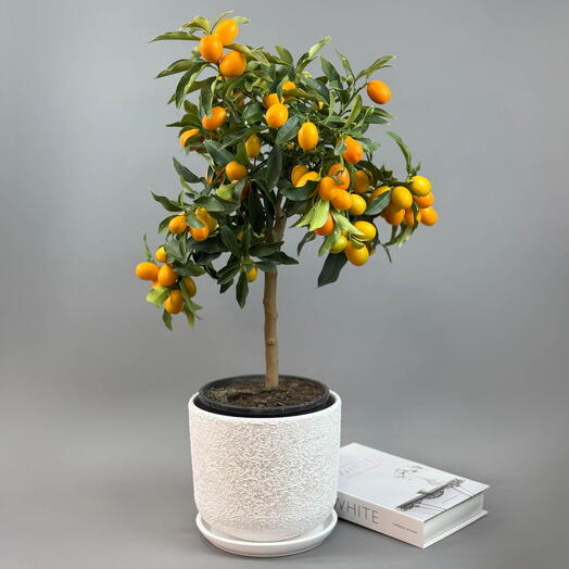 Шикарный Мандарин Кумкват с яркими плодами в керамике