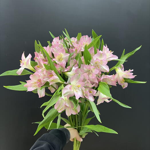 Пачка альстромерия розовая (10 шт)