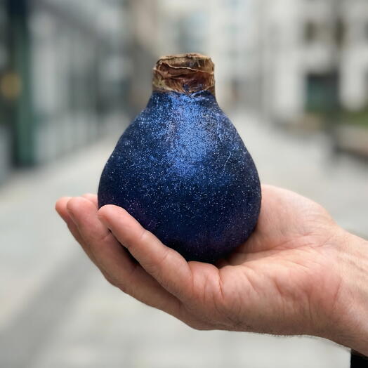 Луковица Амариллиса в воске «Звездная полночь»