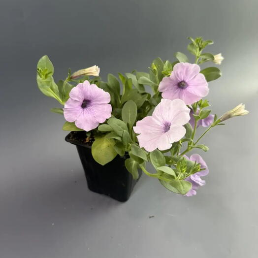 Петунья ампельная