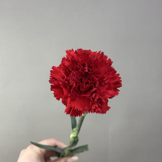 Гвоздика красная
