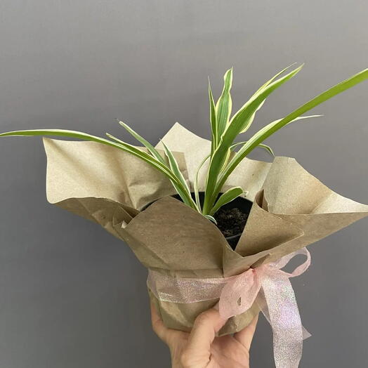 Хлорофитум (Chlorophytum