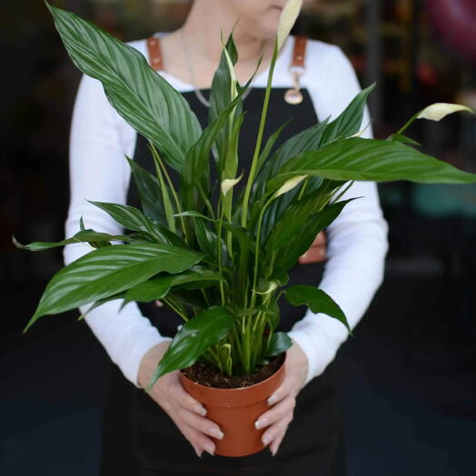 Спатифиллум (лат. Spathiphyllum) - Женское счастье