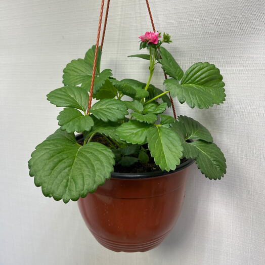 Клубника ампельная